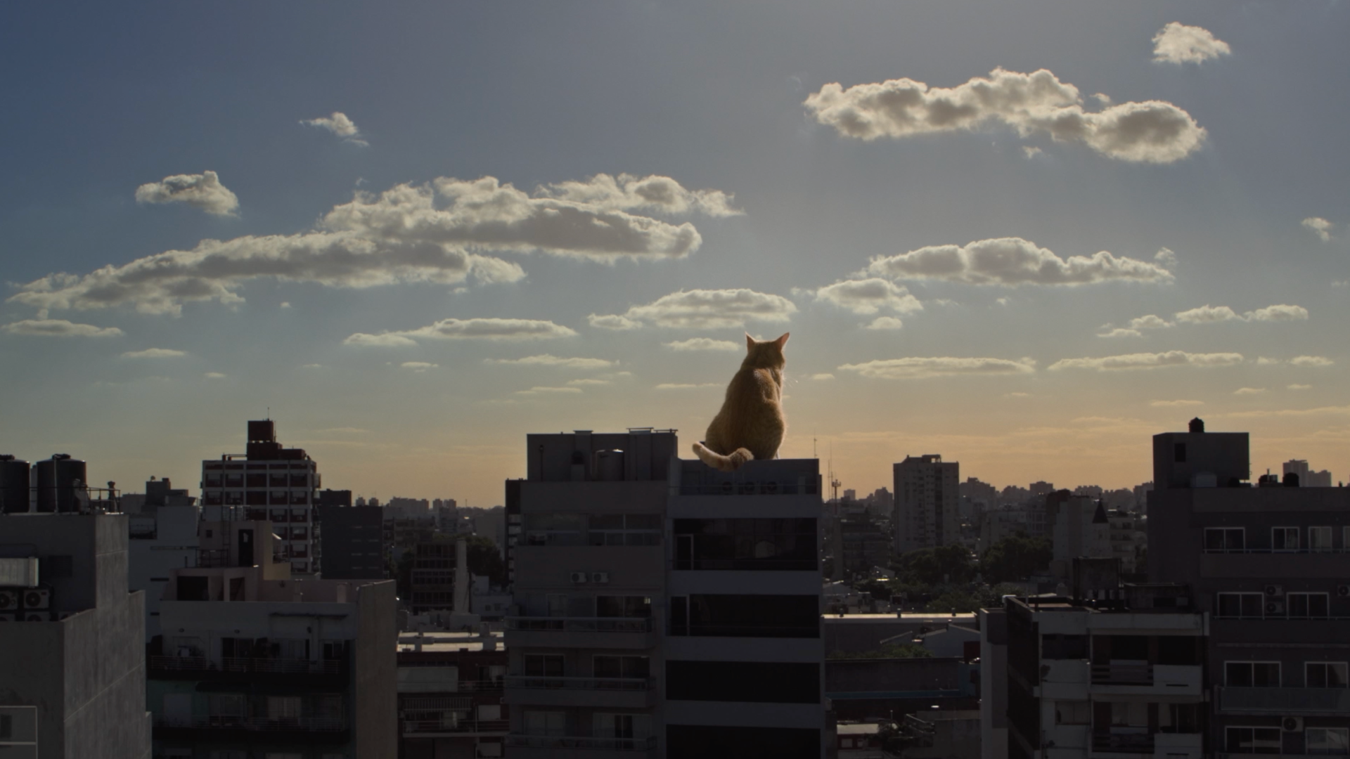 Le Gató 2