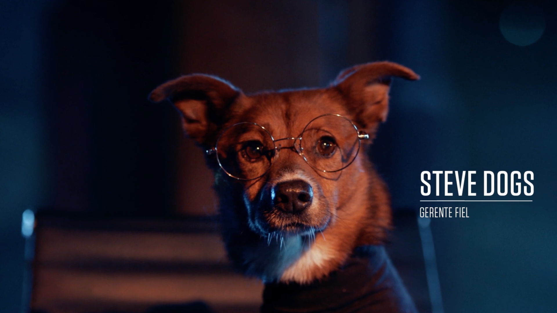 Steve Dogs