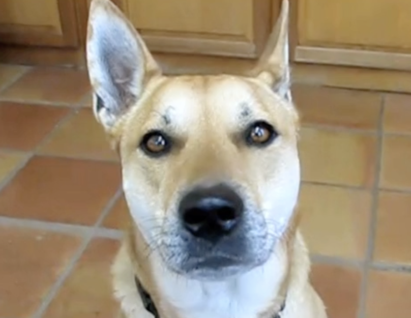 Perro